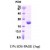 SDS-Page: APRT Protein [NBP1-40402] - APRT, 19.6 kDa (180aa), confirmed by MALDI-TOF with a purity of 90% by SDS - PAGE